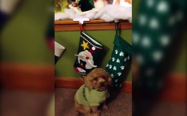 Des animaux voleurs en ont après vos chaussettes de NOEL - Compilation