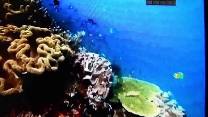 Predadores Implacáveis; O Tubarão Tigre Vs Albatroz