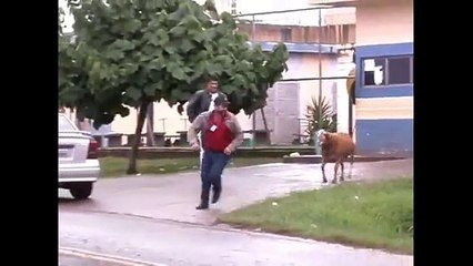 Angry Billy Goat Terrorizes Town