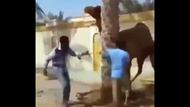 Angry camel attacks man and throws him to the top of his head