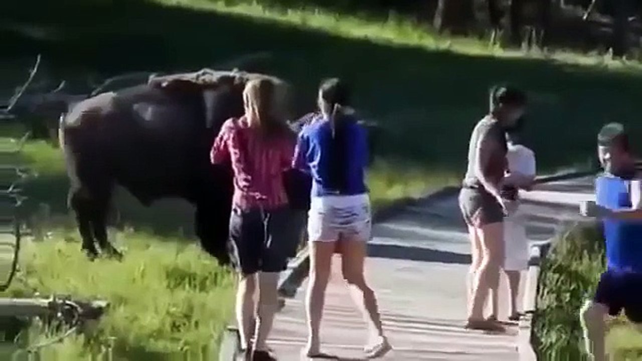 Animal Attacks Compilation