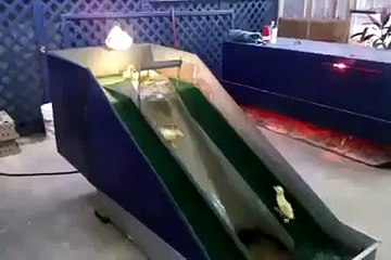 Yavru ördeklerin kaydırak keyfi