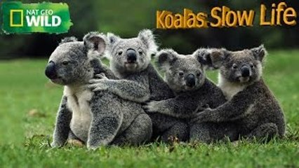 Koalas Slow Life In The Fast Lane ( Nat Geo WILD )