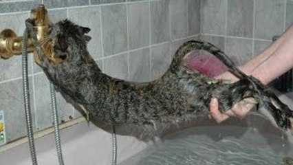 Funny cat bathing compilation Cats just don't want to bathe
