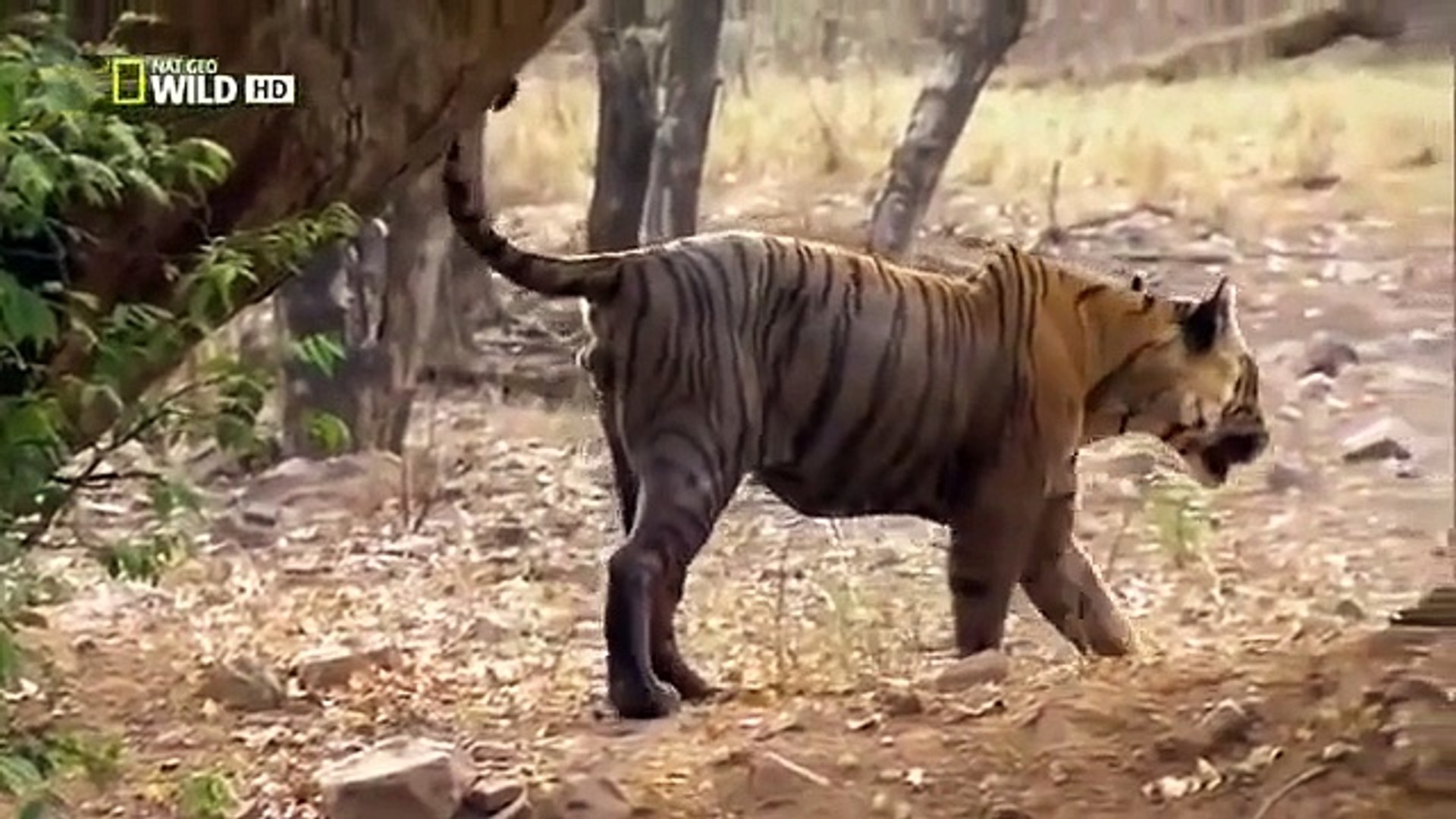 Discovery Channel Tigers Revenge 2015 Discovery Wild Animal Documentary Video Dailymotion