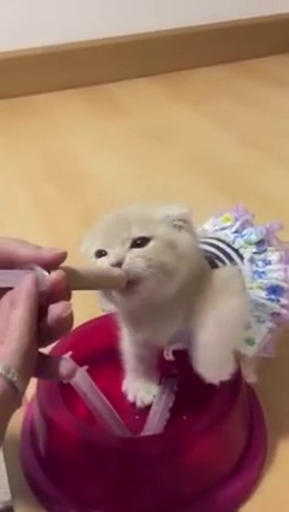 Cute small Kitten Getting Feed by Injections -HD -Dailymotion