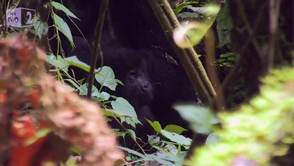 A family of gorillas wait to cross the road - Gorilla Family & Me: Episode 1 Preview - BBC Two