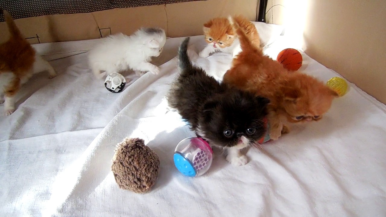 mes bébés 4 semaines  nés le 23 Novembre 2015