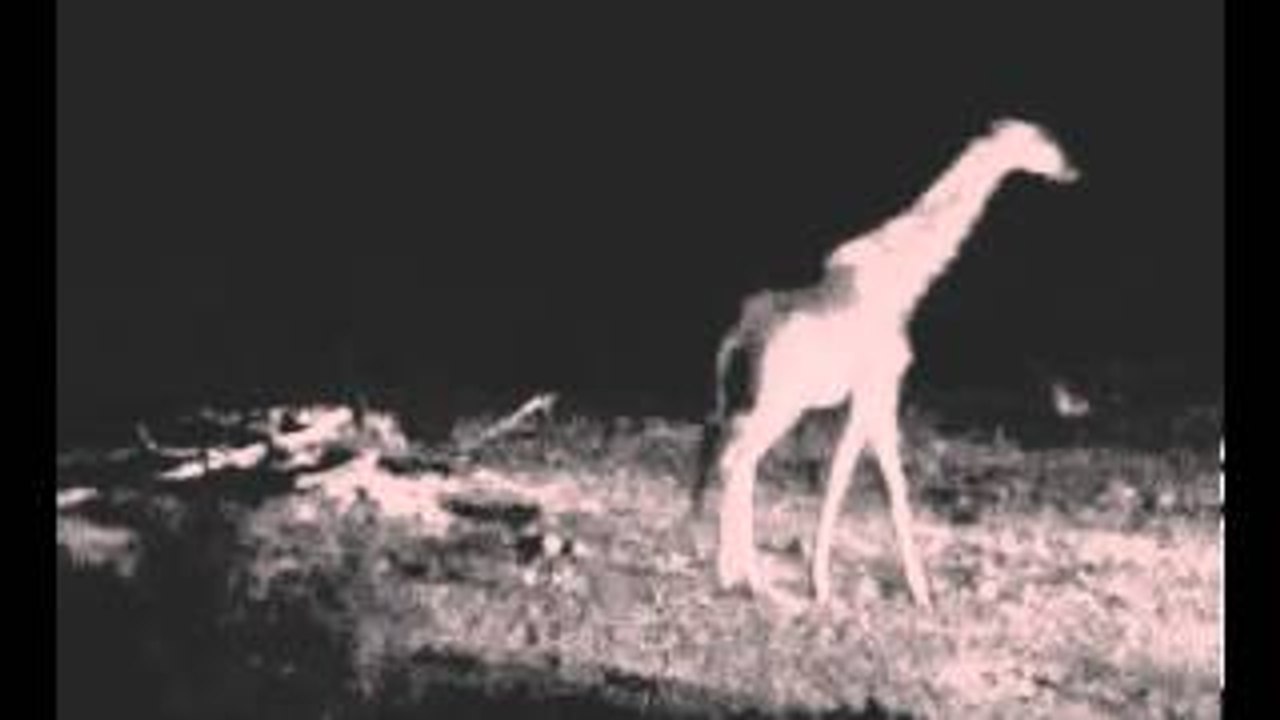 Giraffe vs lion 16