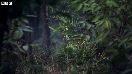 Tiger uses a storm to hunt Stag - The Hunt: Episode 3 preview - BBC One