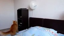 Balonla oynayan kedinin sonu , 2016