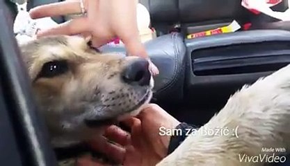 Alone for Christmas, this dog just jump into my car