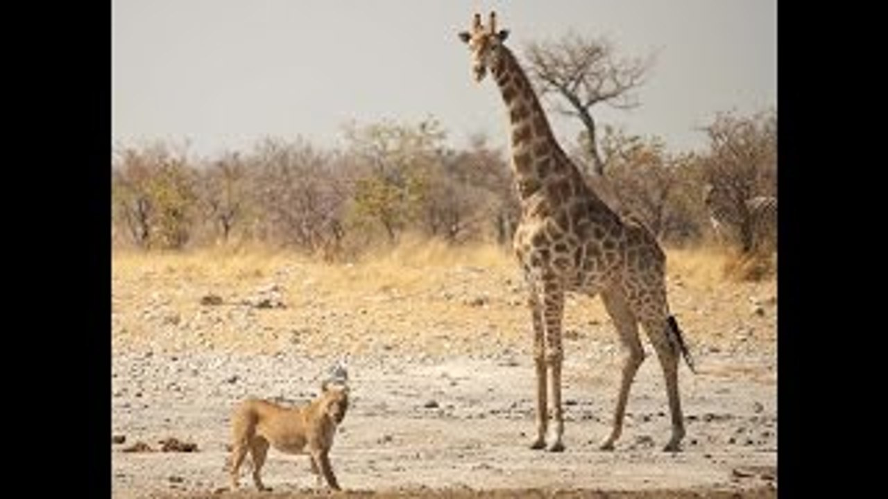 Giraffe vs lion 9