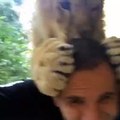 Aaaaa little lion attacked me