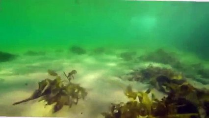 Download The Home and Away Investigation app