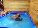 Ces chiens surentrainés trouvent quelque chose dans la piscine. Leur réaction est totalement inattendue !