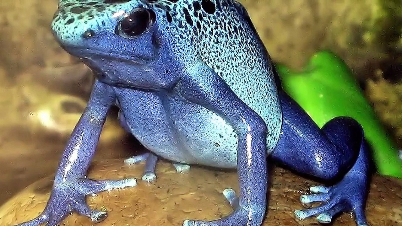 10 Most Poisonous Animals on Earth - Dailymotion Video