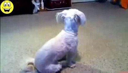 Funny Cat and Dog Compilation 2015 - Funny Cats Video compilation - Best Funny Videos Ever Seen
