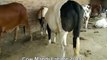 Beautiful Red White And Black Bulls In Cow Farm Lahore Pakistan