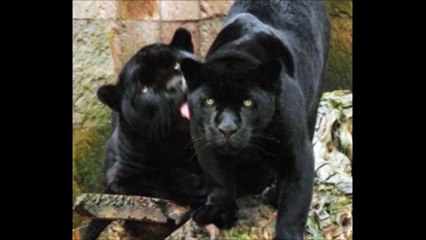 Police Raided  and Shocked  to Found Black Panthers