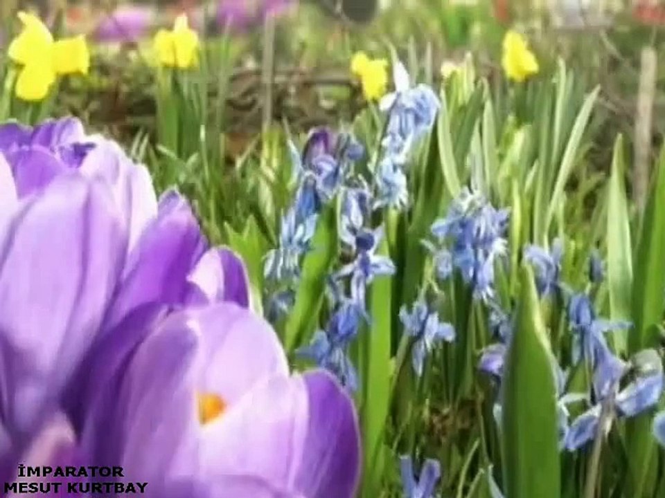 ZEKİ MÜREN AÇIK BIRAK PENCERENİ