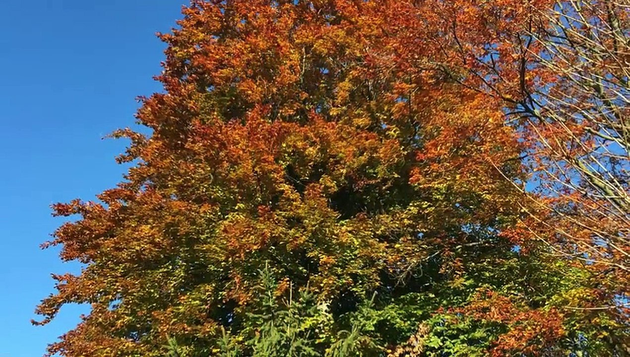 Le TCReims en Automne