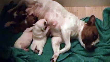 9ème vidéo Les chiots de la 23ème portée de STAFFORDLAND