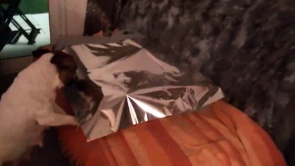 12.0 FEESTJE of Skystaff Starbuck