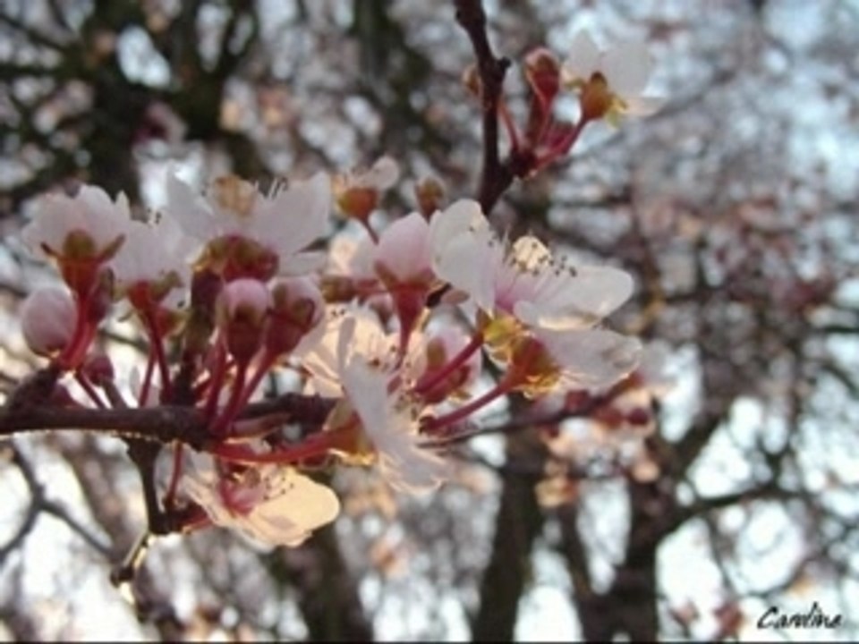 Fleur - Florem