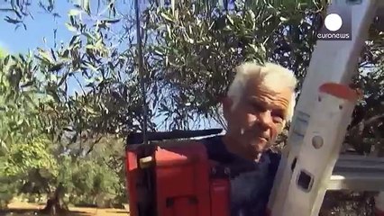 İtalyada bakteri bulaşan zeytin ağaçlarının kesimi sonlandı