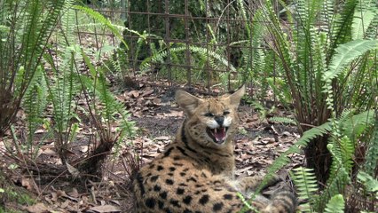 Big Cat Christmas Sing Along