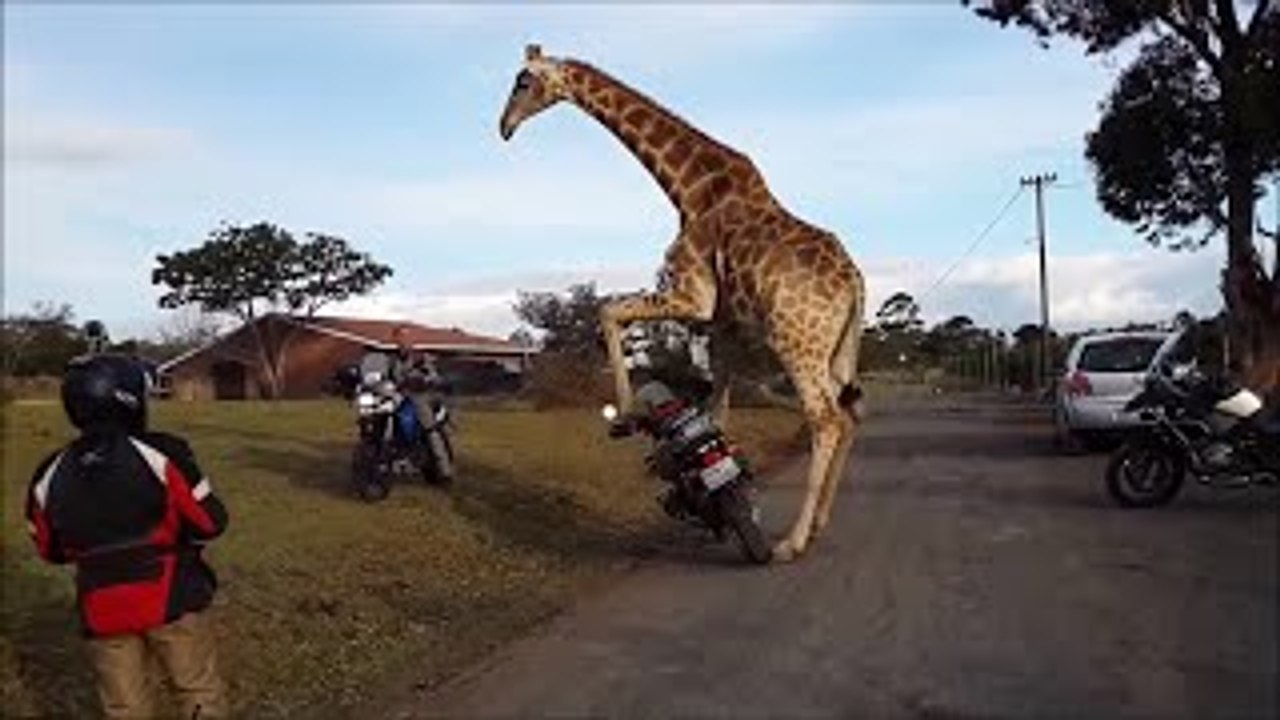 Jokes / Funny Videos 2015 / Funny Jokes 2015 (Lol, cat, utube, dog, animals)