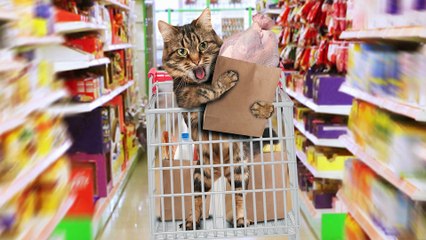 20 Cats Who Are Ready For Thanksgiving