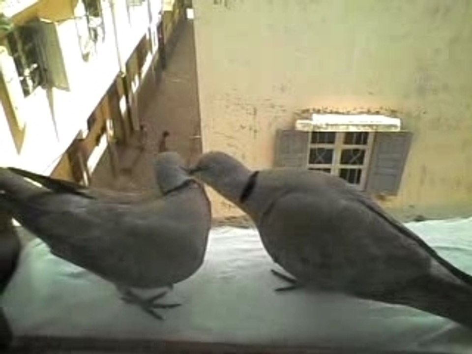 Colombes sur une fenetre à Salé au Maroc