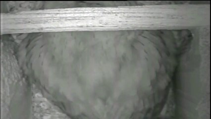 Amazing Screech Owl Horse Whinny Calls