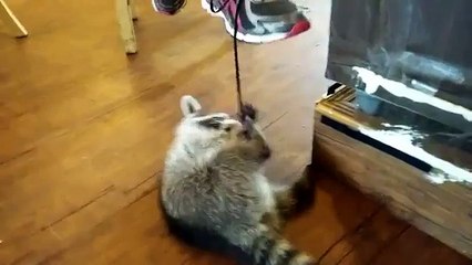 Топ 5 лучшие видео с енотами. Как играть с енотом. How to play with raccoon.