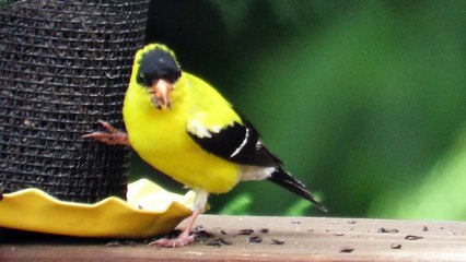 American Goldfinch