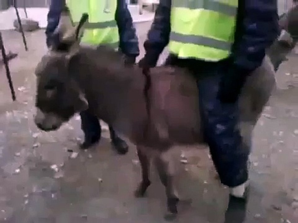 Гаишник и осел.