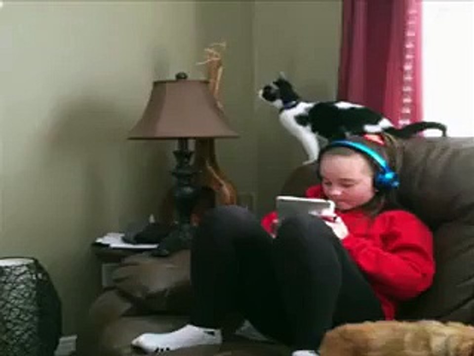 Clumsy Cat Does Not Stick The Landing