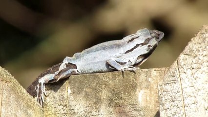 Anole Lizard Shedding and Eating Skin
