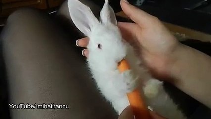 Cute Bunny enjoying Carrot