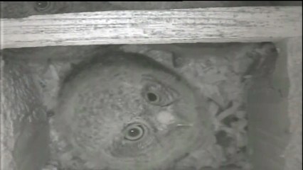 baby screech owl dance