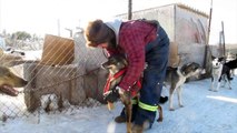 BBC Pop Up: At home with Canadas sled dogs - BBC News