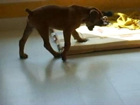 apple a l'aise par terre