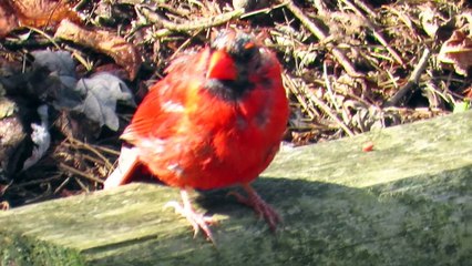 Bald Headed Male Cardinal