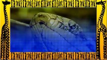 Giant ANACONDA attacks TIGER - Animal Fight Python vs Tiger vs Jaguar Real Fight