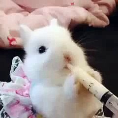 The best of 2016 So Cute Rabbit Drinks Milk - Sevimli Tavşan