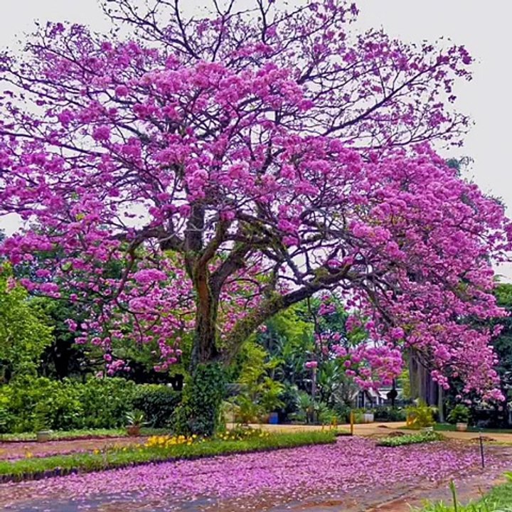 Nature