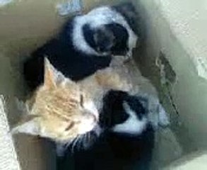 Cat nursing a puppy who lost their mother