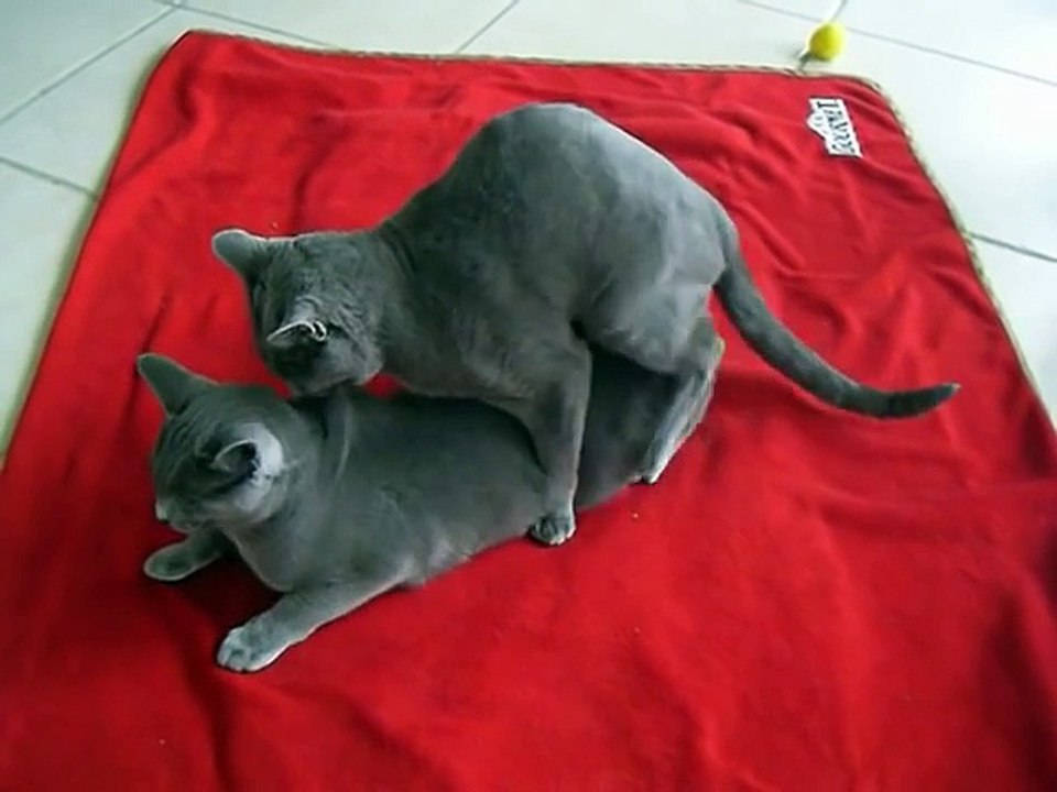 Mating cats (2)